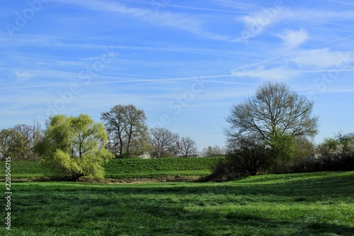 spring tree in a field