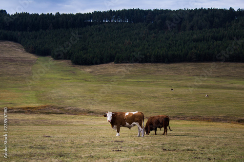 Cows in the field of Zlatibor mountain, Serbia. © Marija