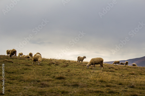 Sheep flock in the mountain pasture in Zlatibor, Serbia. Countryside tourism concept.