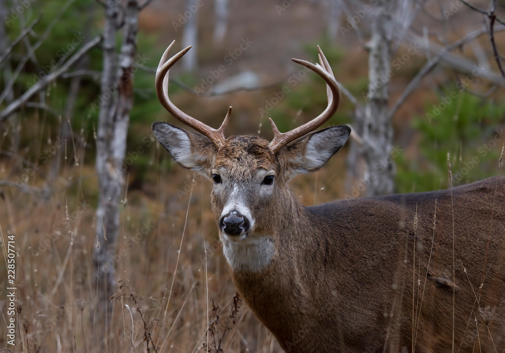 Naklejka premium White-tailed deer buck walking through the meadow during the autumn rut in Canada