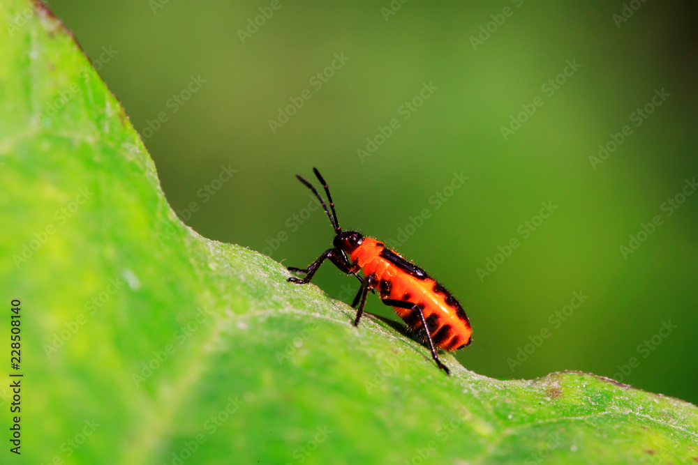 stinkbug stinkbug
