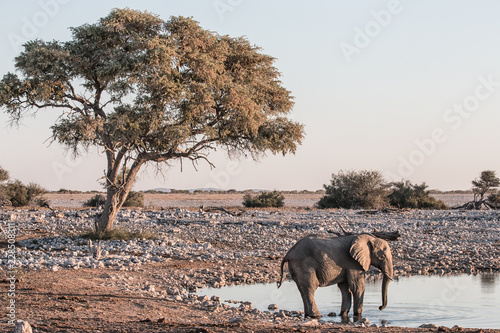 arid african landscape in the late afternoon with an elephant at a waterhole