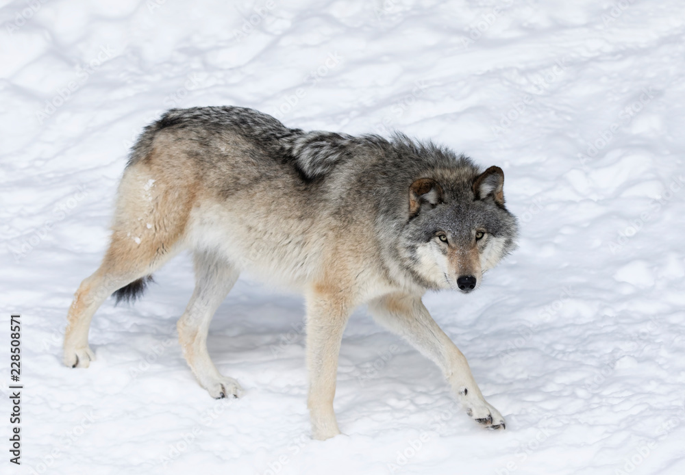 Naklejka premium A lone Timber Wolf or Grey Wolf (Canis lupus) isolated on white background walking in the winter snow in Canada
