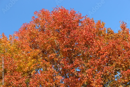 Yellow and red leaves adorn the tops of autumn trees in the park