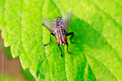 closeup of tachina fly