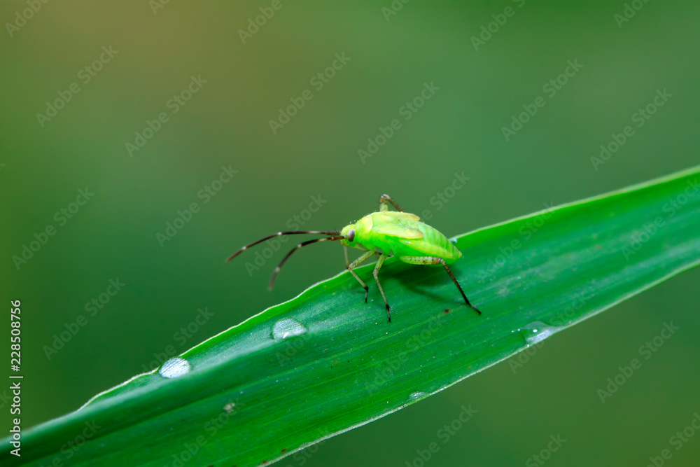 green stinkbug larvae on green leaf green stinkbug larvae on green leaf