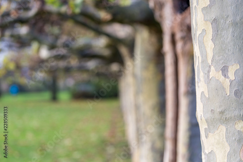 Trees in row