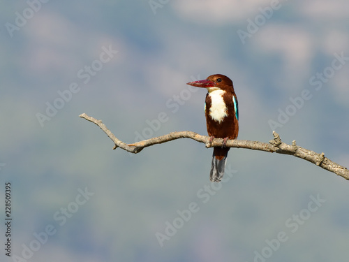 White-throated Kingfisher Perched on Tree Branch