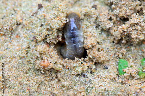 closeup of grub