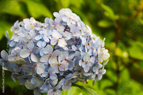 Gentle blue hydrangea with a blue heart: delicate petals in green leaves, bud consists of small inflorescences. Beautiful fragrant flower.