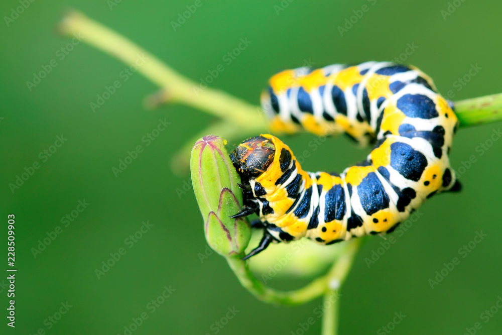 Naklejka premium Lettuce winter moth on green leaf
