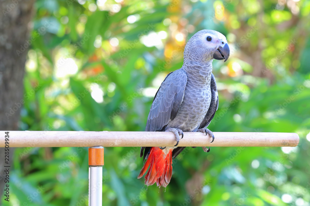 African Grey Parrot perched on a branch. African Grey Parrot perched on a branch.