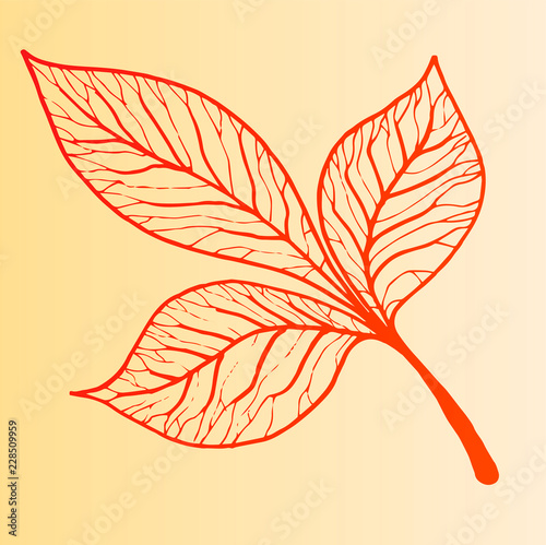 Beautiful detailed sketch of autumn leaves on a branch. Autumn leaves - an id...