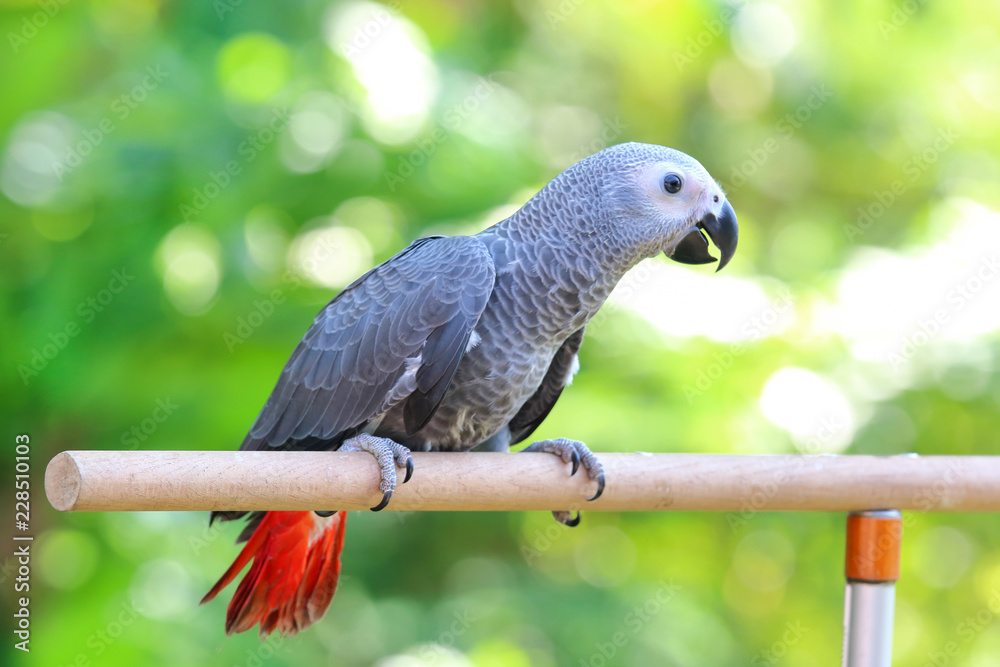 Obraz premium African Grey Parrot perched on a branch.