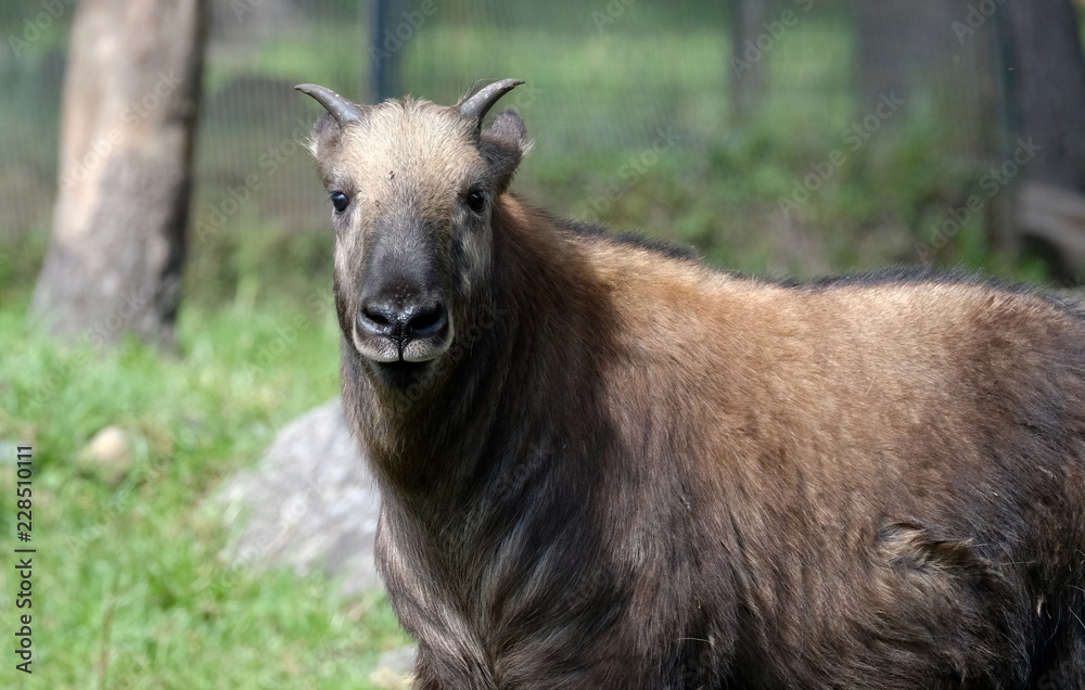 Takin in Bhutan