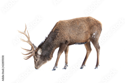 Red deer isolated on white background feeding in the winter snow in Canada