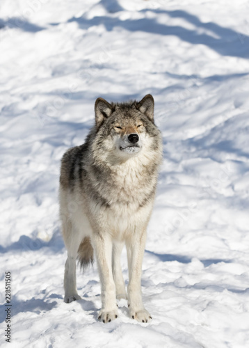 A lone Timber wolf or Grey Wolf  Canis lupus  isolated on white background standing in the winter snow in Canada