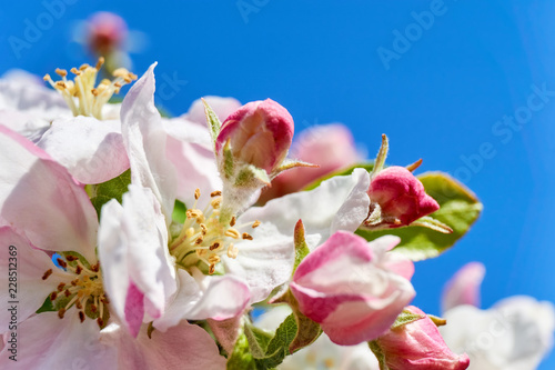 Macro of pink white apple blossom flowers with detailled yellow stamens and pistils against a saturated blue sky as copy space