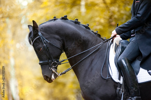 dressage horse portrait in harness closeup surrounded by autumn park