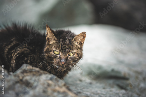 Quadro su tela Chat abandonné