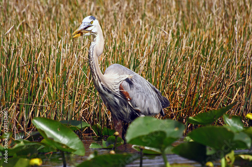 great blue heron in the everglades