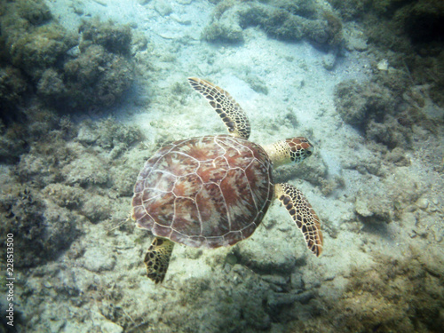 Caribbean Sea Turtle