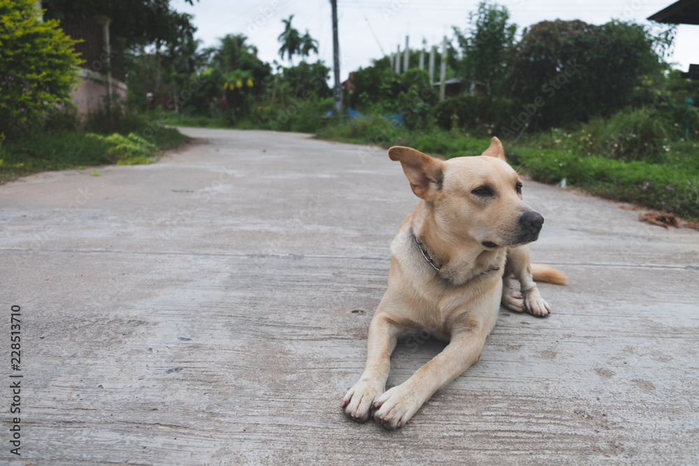 Lonely Dog sitting on the road with copy space, Thai Ridgeback Dog.