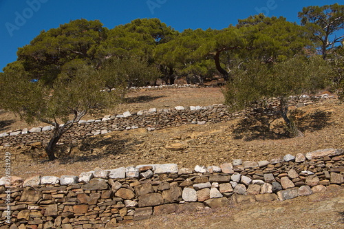 Olive trees at the trail from Diafani to Awlona on Karpathos in Greece photo