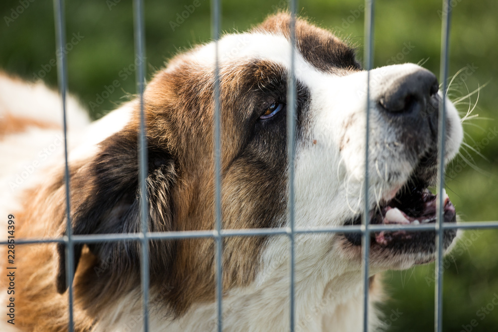 old homeless bernardine dog behind dog shelter bars