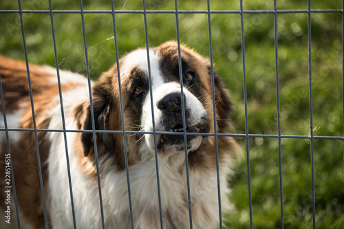Fototapeta Naklejka Na Ścianę i Meble -  old homeless bernardine dog behind dog shelter bars