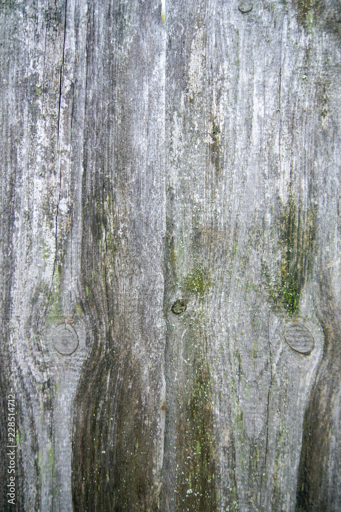 Obraz premium wood wall texture