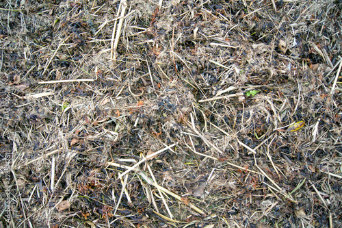 Brown grass background