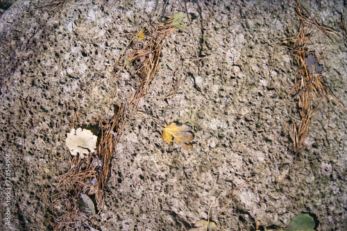 Brown natural texture 