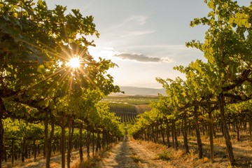 Foto auf Acrylglas Weingarten Eine Nahaufnahme eines Weinbergs auf einem Hügel bei Sonnenuntergang - Washington State  © Dene' Miles