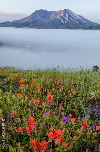 Mt St Helens and wildflowers with low fog in summer