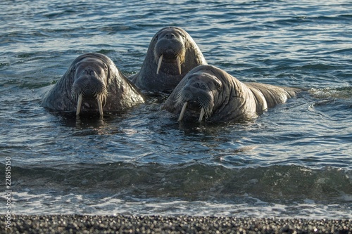 Walruses (Odobenus rosmarus), Moffen Island, Moffen Nature Reserve, Spitsbergen Archipelago, Svalbard and Jan Mayen, Norway, Europe