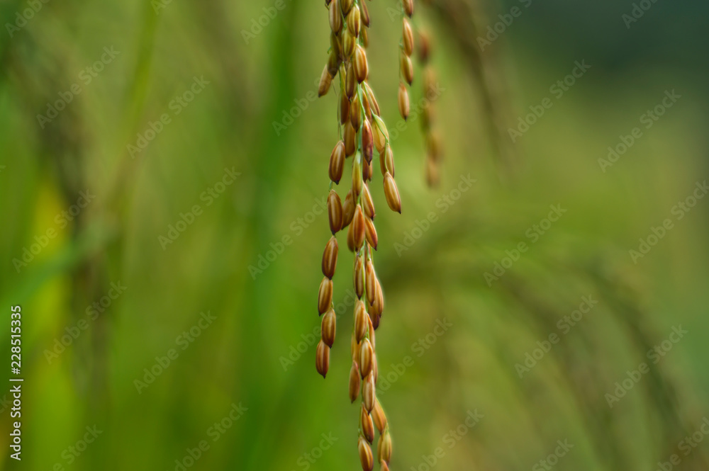 Rice seed in the field, Ready for harvest