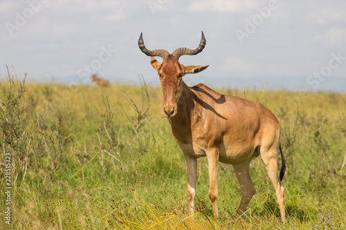 Fototapeta Naklejka Na Ścianę i Meble -  Antelope in the wild