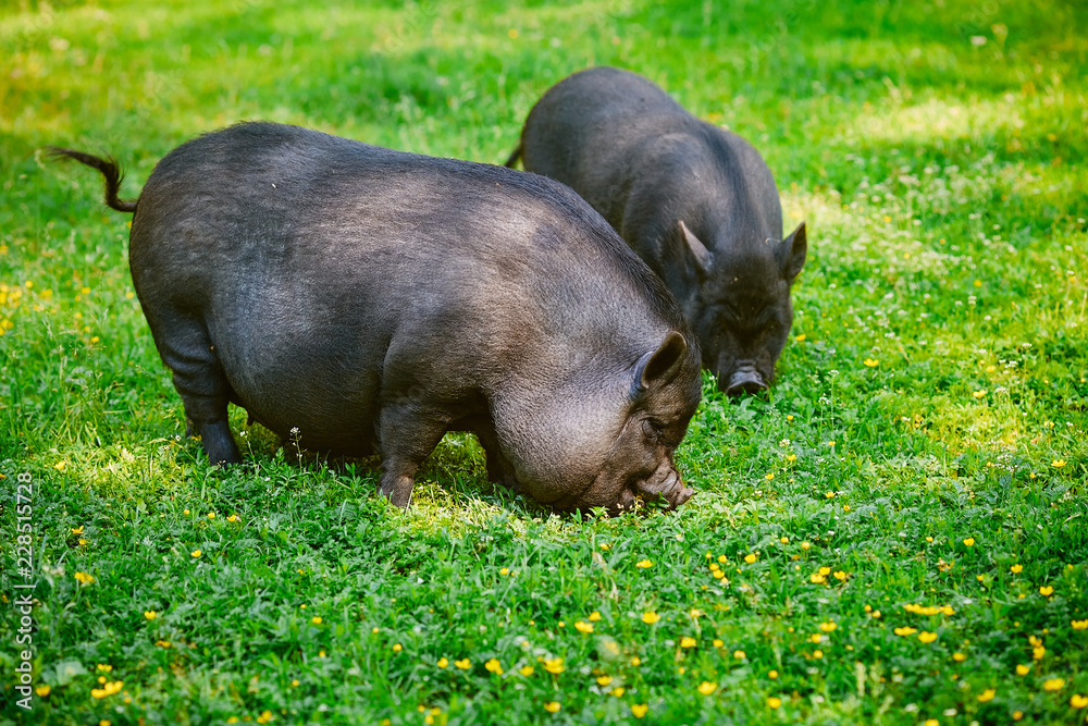 Vietnamese Pot-bellied pig graze on the lawn with fresh green grass.