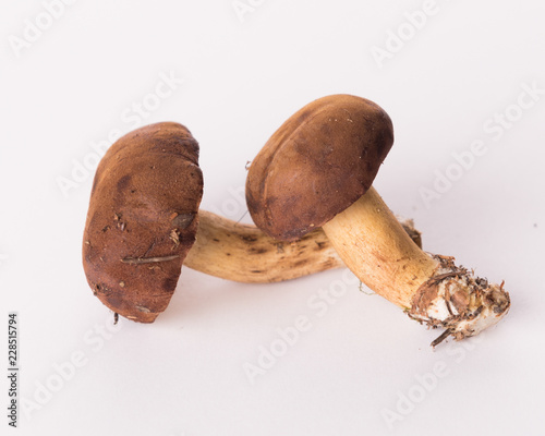 autumn bay bolete on a white background