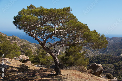 Pine tree on Karpathos in Greece