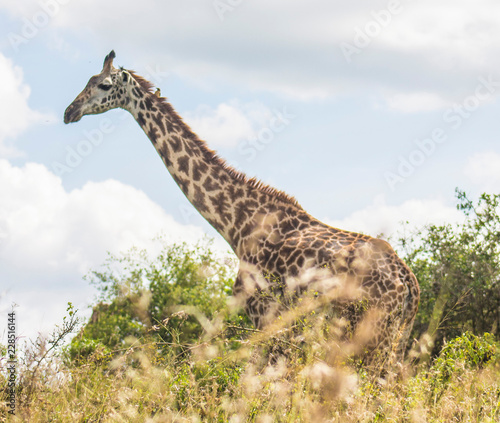 Giraffe in the wild