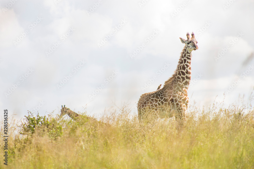Fototapeta premium Giraffe in the wild