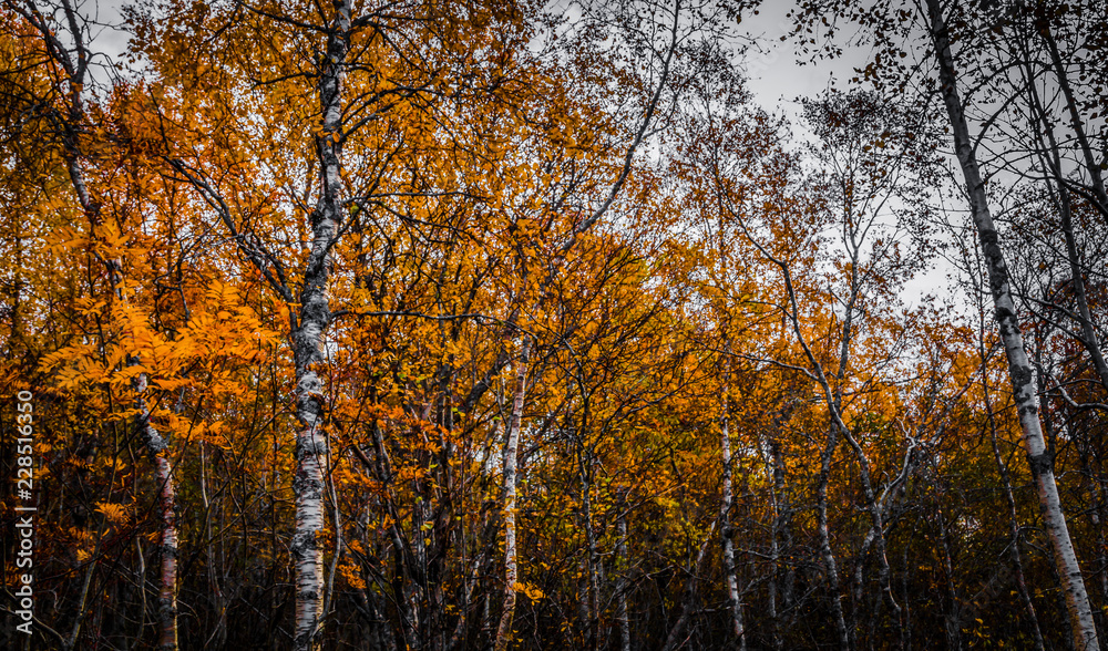 Fototapeta premium Autumn forest