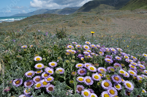 Seaside Daisy, Mattole Beach, Lost Coast, California photo