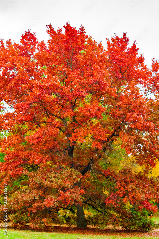 A tall tree with beautiful red leaves on a great autumn day in the Karlsaue park in Kassel, Germany. A tall tree with beautiful red leaves on a great autumn day in the Karlsaue park in Kassel, Germany.