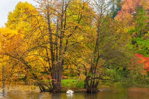 Lovely scene of a single white swan (Cygnus) cleansing its feathers on a lake in front of a small island with colourful trees on a golden autumn day in a park in Germany.