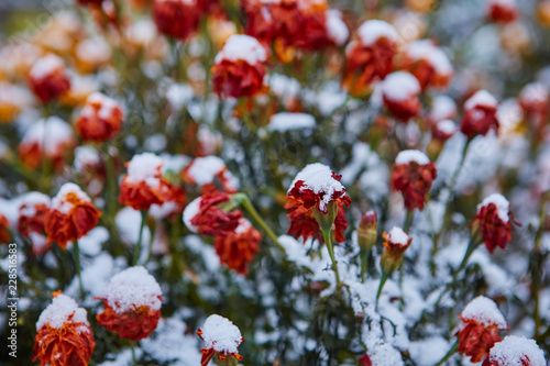 Late autumn flowers covered the first snow. The petals froze from the cold. Winter is coming