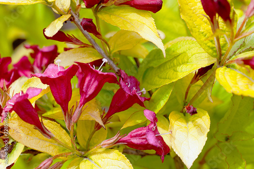 Crimson Flowers and Golden Yellow Leaves of the Weigela .Jeans Gold photo