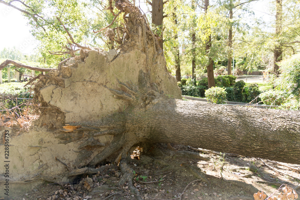 Obraz premium 台風 災害